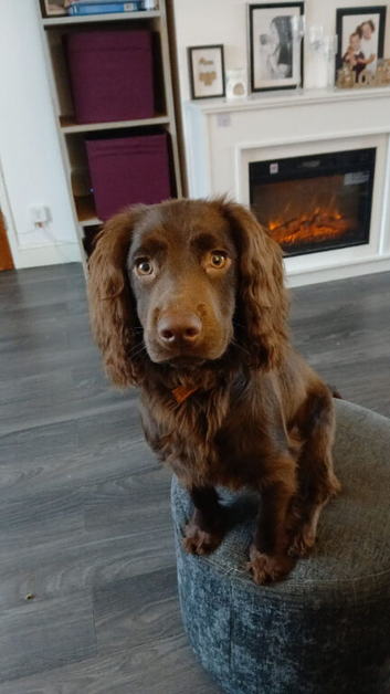 Teddy