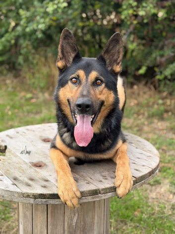 EXPERIENCED HANDLER REQUIRED