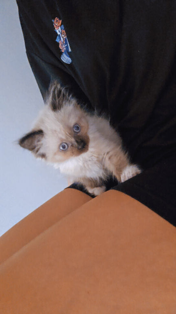 Ragdoll kittens for sale