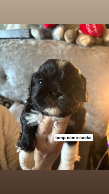Shih Tzu puppies for sale