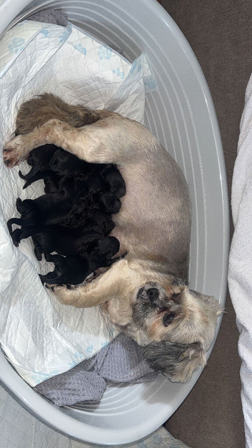 Lhasapoo puppies ready now