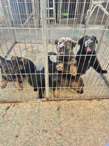 6 kc reg GSD