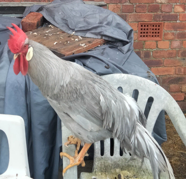 Silver leghorn free
