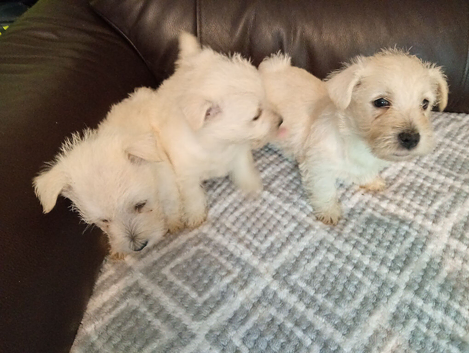 Westie puppies