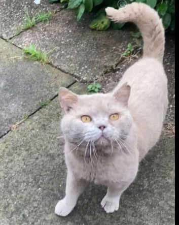 REDUCED needs a home lilac GCCF active male