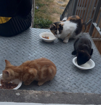 4 months Domestic shorthead kittens