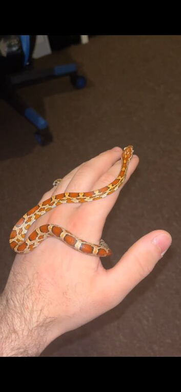 Corn snake