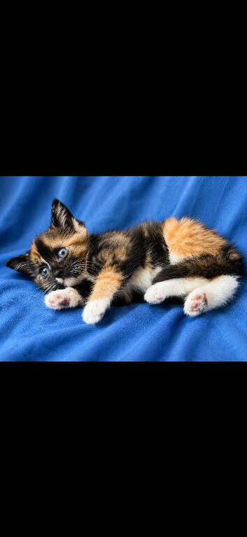 BEAUTIFUL RAGDOLL X KITTENS