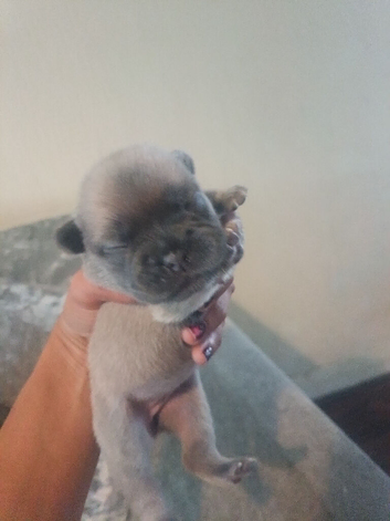 Puppies sale out this world
