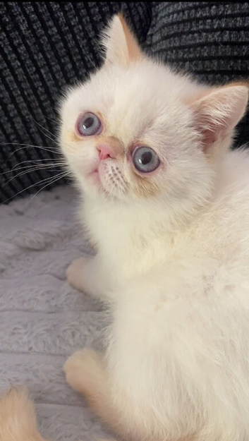 Super GCCF Registered Kittens - &pound;950