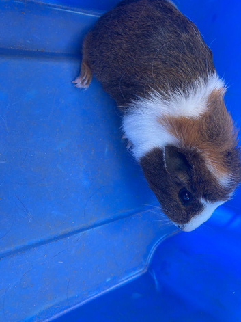 Two female piggies ready for new home