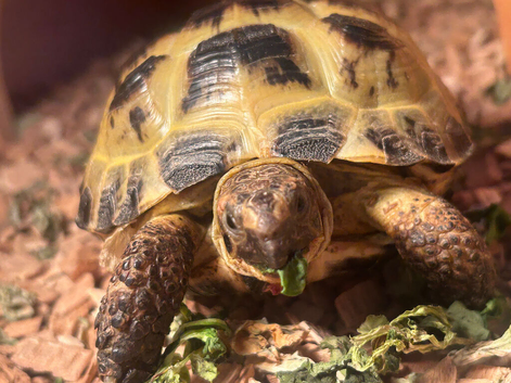 Horsefield tortoise for sale with set up