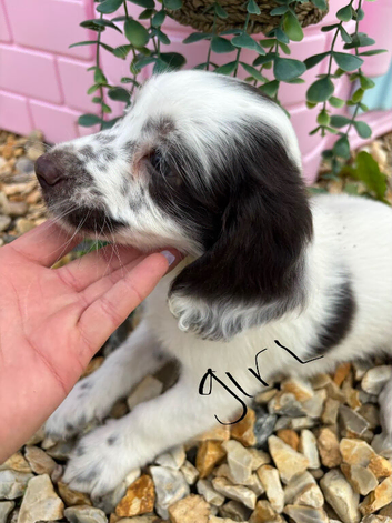Cockapoo puppies, boys and girls