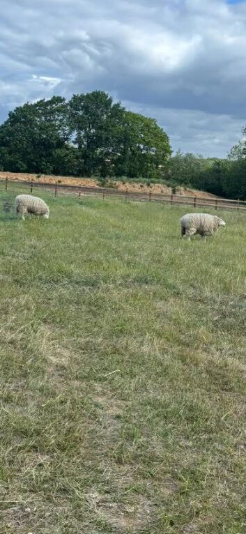 WANTED Secure Grazing with water and shelter for 2 sheep