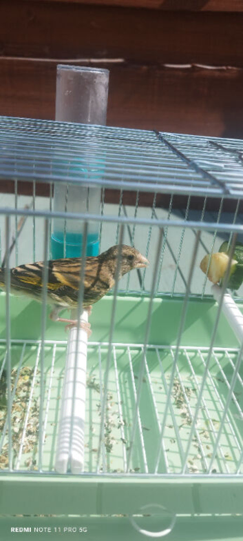 young goldfinch mule