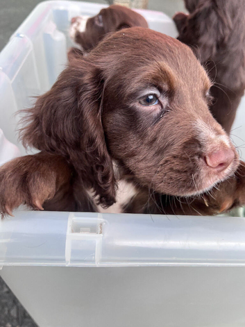 Ready now KC reg cocker spaniel pups