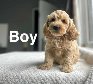 Beatrice lovely apricot girls and boys available