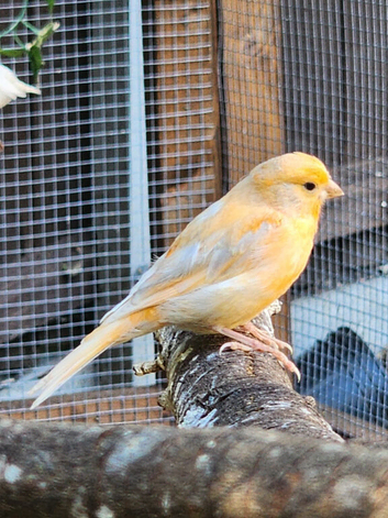 Male and female canaries