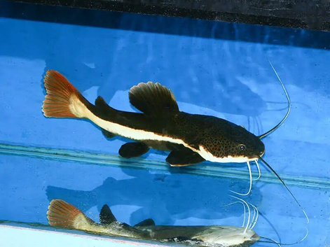 Large red tailed catfish