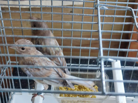 Goldfinch and Linnet jaspe mules