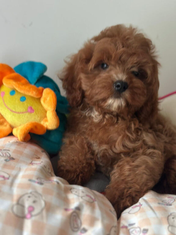 Maltipoo puppy boy