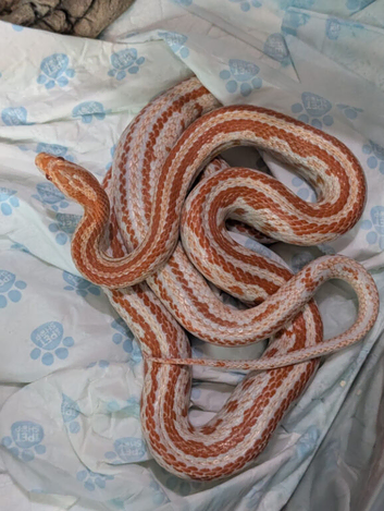 Amel tessera corn snake