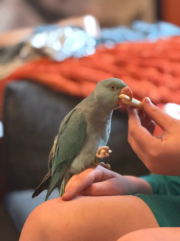 Hand tame female Indian ring neck