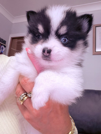 Stunning Tiny Pomsky pups