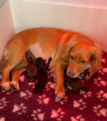Champion lines working cocker spaniel puppies.
