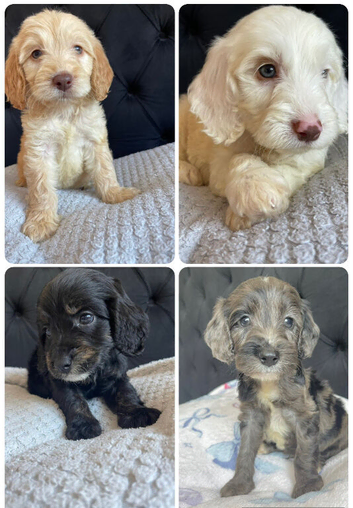 F1 cockapoo puppies