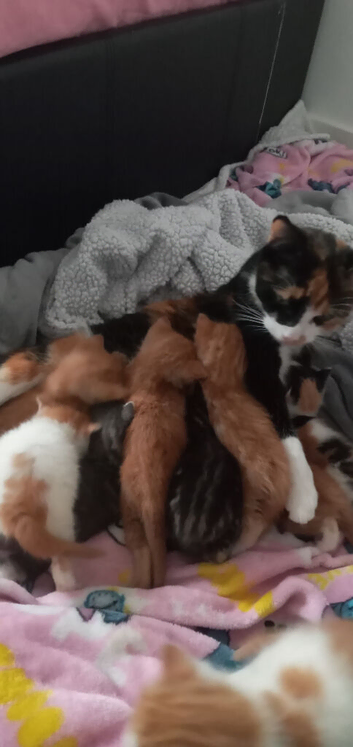 9 kittens