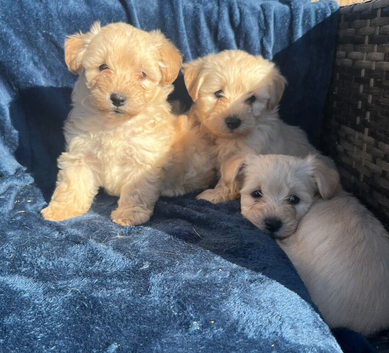 BEAUTIFUL WESTIEPOO PUPPIES 1 girl left