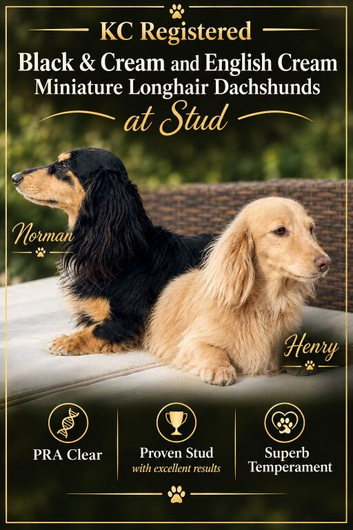 KC Registered Longhair Dachshunds For Stud