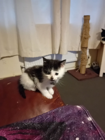 adorable kittens