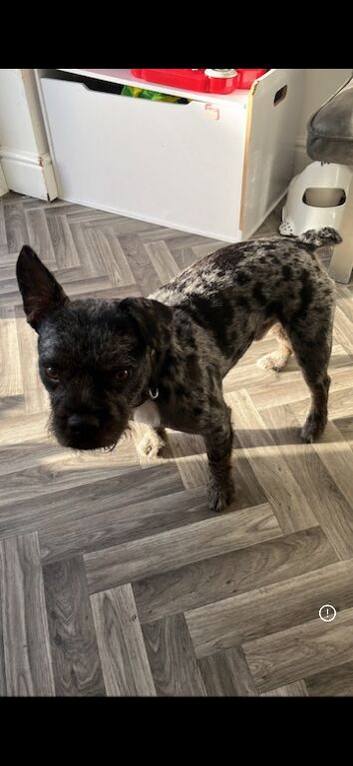 French bull dog mix for rehome