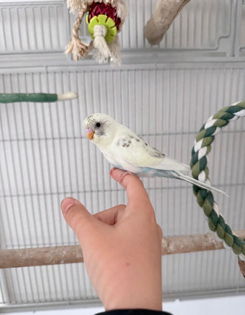 Hand tame baby pied budgie and cage