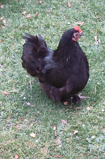 Pair Peking bantam hens