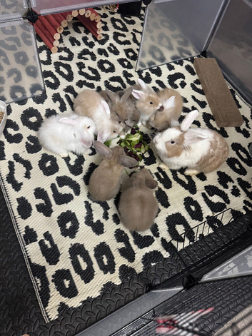 Mini lion lop crosses