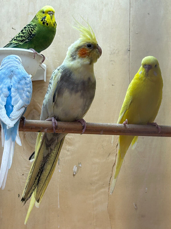 Cockatiels