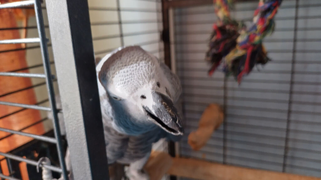 African grey