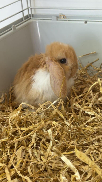 Mini lop babys