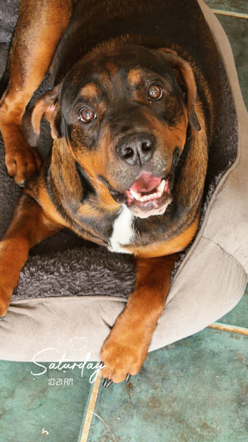 Rottie cross