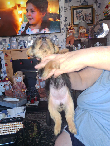 Yorkie pups