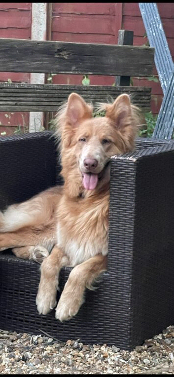 Isabella stud dog, long hair straight back German Shepherd