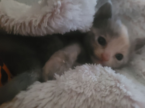 Beautiful grey kittens