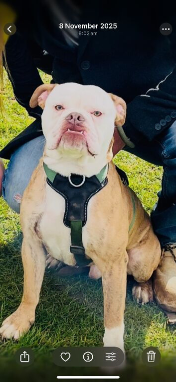 Frank needs rehoming ASAP