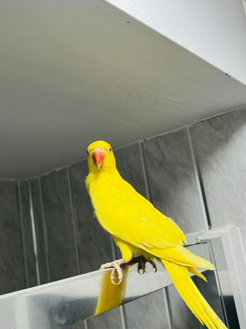 Baby yellow Ringneck talking Parrot