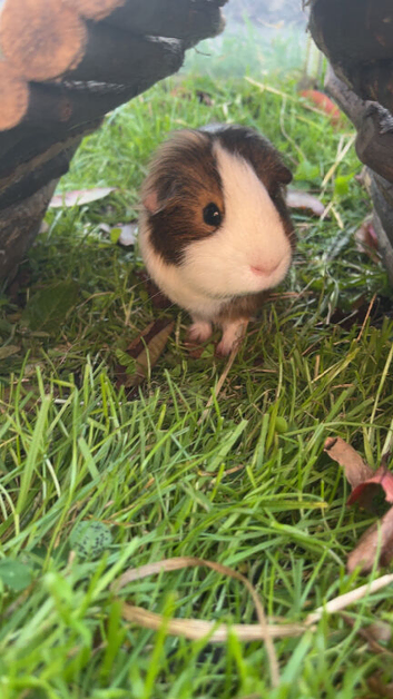 BOYS REHOMING