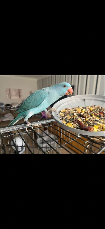 Beautiful tame ringneck for sale