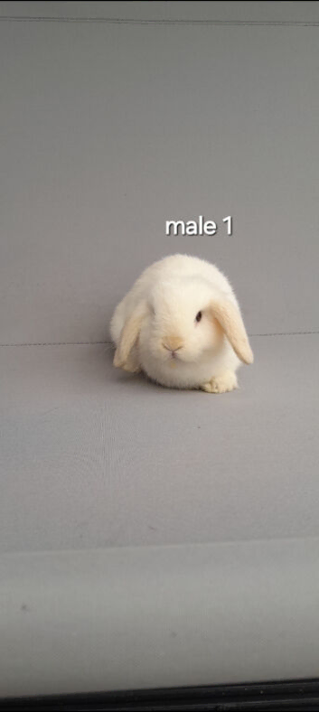 Beautiful mini lop rabbits ready now